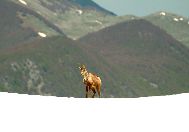 Camoscio d''Abruzzo Rupicapra pyrenaica ornata